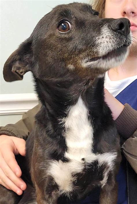 rockingham dog rescue.